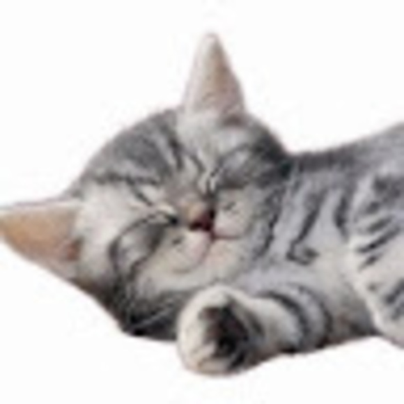 itzlilovescats